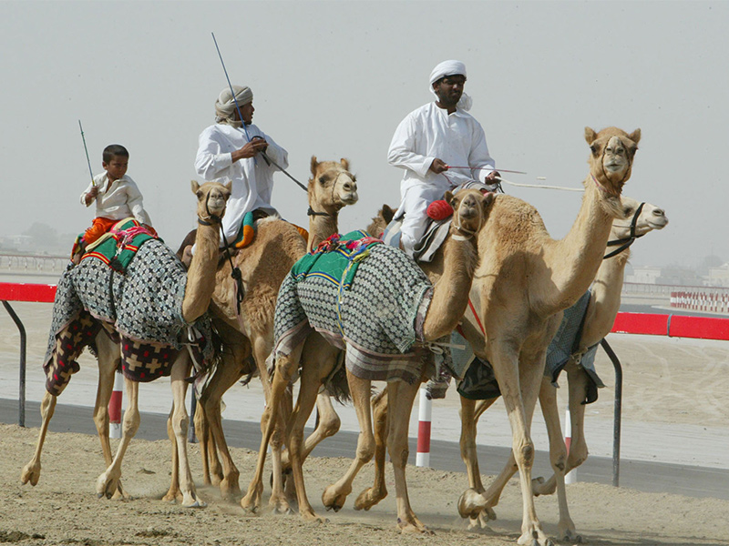 45 مليون ريال جوائز مهرجان ولي العهد للهجن